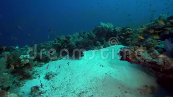 苏丹红海珊瑚藻和潜水员视频的预览图
