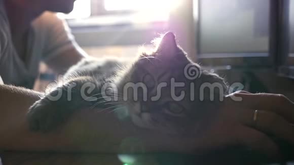 桌面上的猫靠在男人手上环顾日落在光线下高清1920x1080慢动作视频的预览图