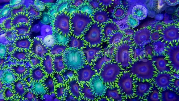 动物软珊瑚视频的预览图
