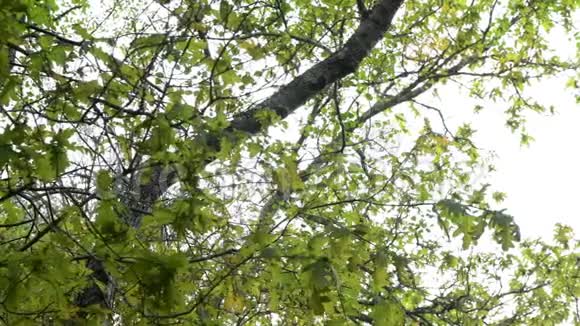 贝提安多斯拉古斯的树叶和臀视频的预览图