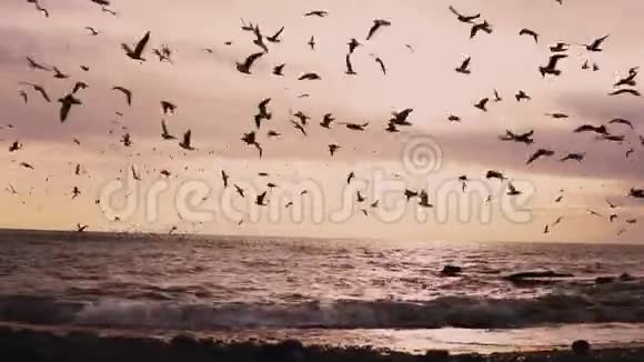 一群海鸟海鸥和带风的沙滩视频的预览图