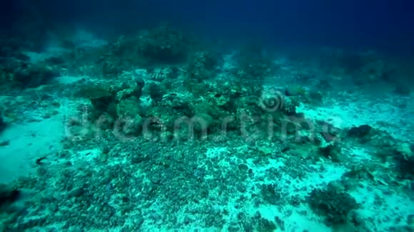 苏丹红海珊瑚中的马铃薯石斑鱼视频的预览图