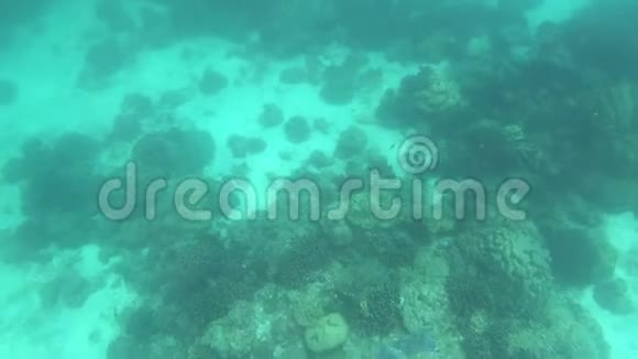 泰国水下的各种珊瑚礁和鱼类视频的预览图
