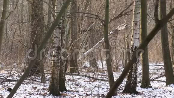 湿地漫滩森林冬雪覆盖波德里景观保护景观区非常好世界视频的预览图
