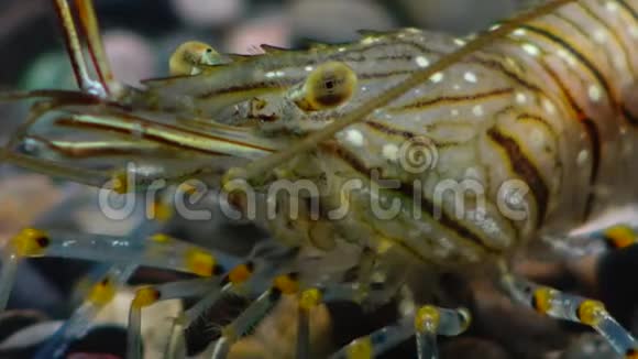 虾石棕榈棕榈线虫视频的预览图