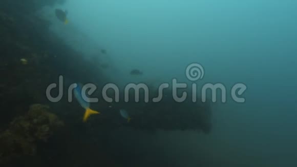 暗礁覆盖的沉船的一部分视频的预览图