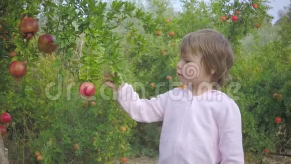 幼儿尝试在花园里成熟石榴果实视频的预览图