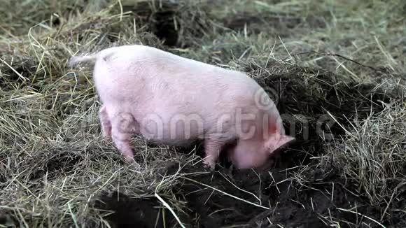 猪在挖地视频的预览图
