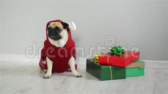 宠物坐在礼物旁边包装明亮狗的可爱狗穿着红白相间的西装度假视频的预览图