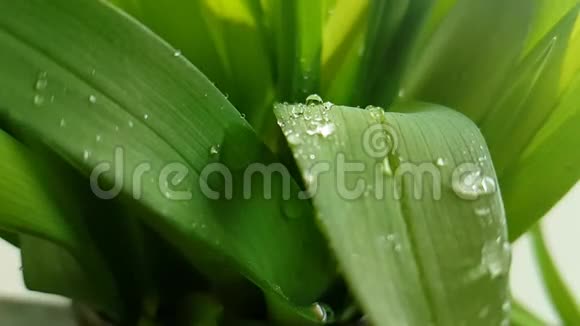 草绿的水滴春天反射阳光夏天慢动作环境季节早晨视频的预览图