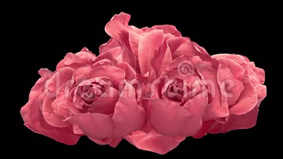 打开两朵粉红色玫瑰盛开的粉红色玫瑰与阿尔法冰铜视频的预览图