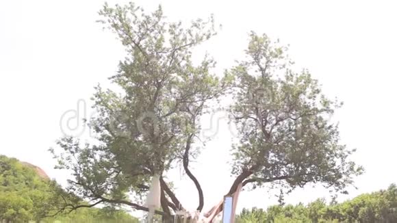 婚纱挂在装饰好的树上视频的预览图