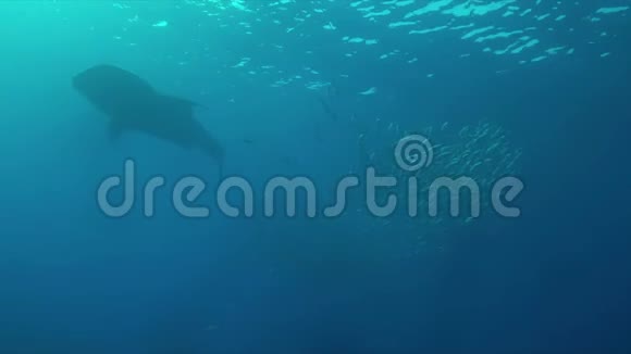 鲸鲨带着一个蓝水的特雷瓦利学校4k视频的预览图