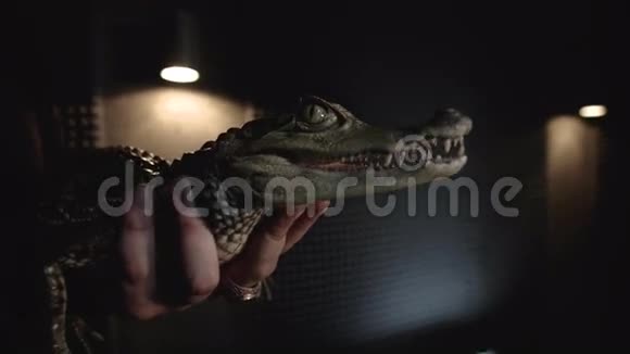 抱着一条小鳄鱼的人视频的预览图