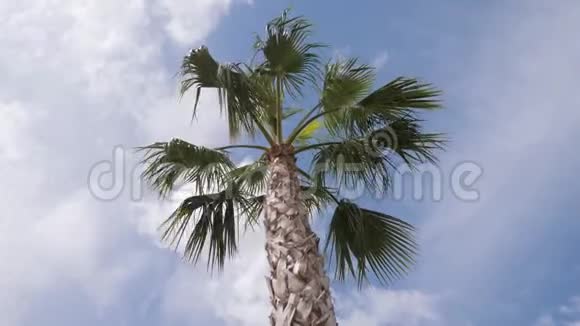 加州棕榈树在街上旅游避暑度假和热带海滩的概念视频的预览图