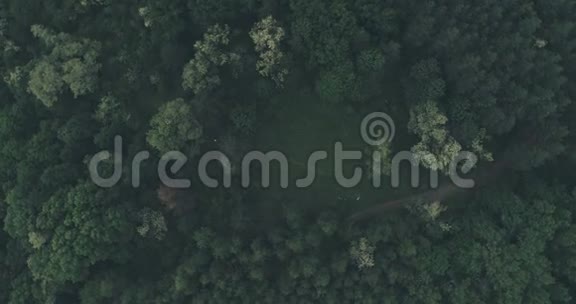 森林树木上方的电影视频的预览图