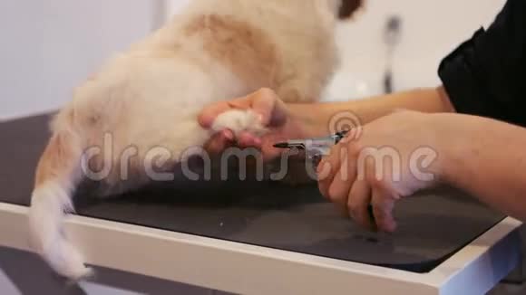 美容师剪指甲狗视频的预览图