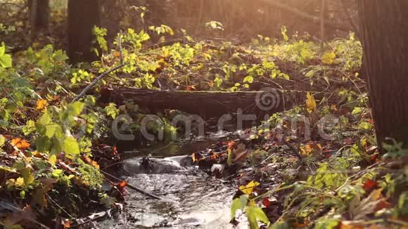 美丽的大自然流动的小溪白天的风景秋天的森林视频的预览图