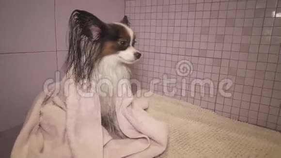 帕皮龙狗在洗澡后用毛巾在浴室里的股票录像视频的预览图