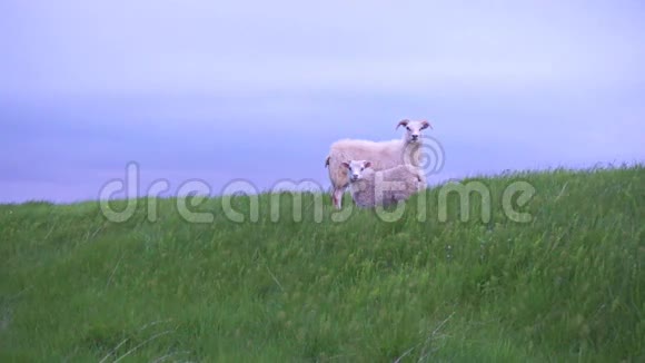冰岛绵羊视频的预览图