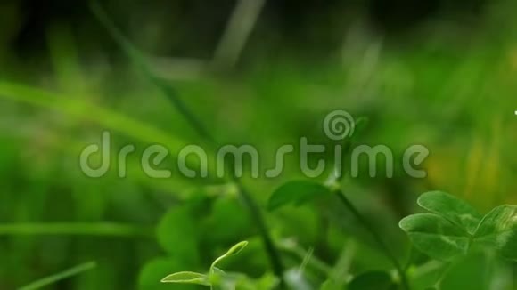 绿色草地上的白色三叶草相机向右滑动视频的预览图