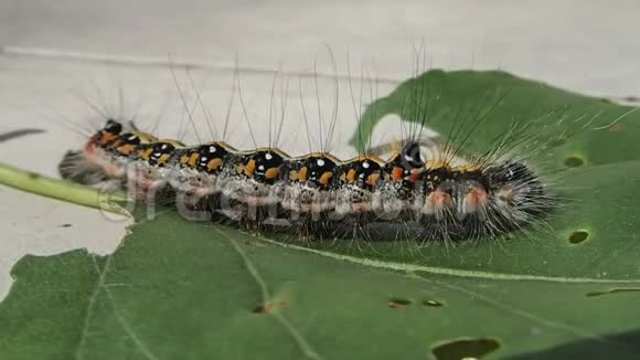 毛色毛虫在叶子上活动视频的预览图