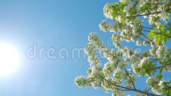 春天果树开花梨花开在树枝上视频的预览图