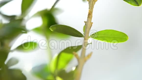 橄榄树和橄榄油流入玻璃碗视频的预览图