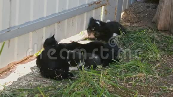 新生的小猫在农场院子里和母猫玩耍视频的预览图