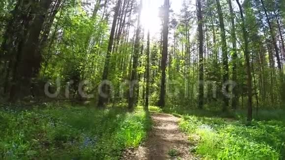 美丽的大自然一条小路白天的风景绿草他们蓝色的花夏天的森林视频的预览图