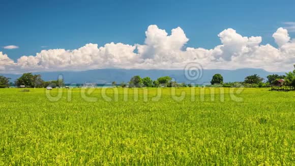 关于美丽的风景和郁郁葱葱的绿色稻田在苏拉威西印度尼西亚蓝天白云聚集在山上视频的预览图