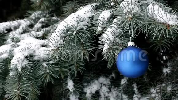 一个蓝色的圣诞球挂在雪下的云杉枝上视频的预览图