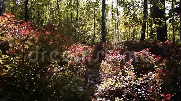 蔓越莓生长在阳光明媚的森林里视频的预览图