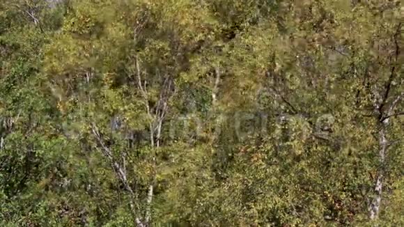 在苏格兰的凯恩斯国家公园里树木和灌木丛中呈现出秋天的色彩视频的预览图