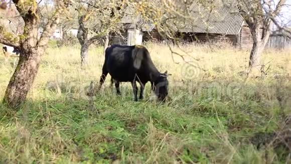 牲畜黑牛在草地上吃草有角和蹄的动物视频的预览图