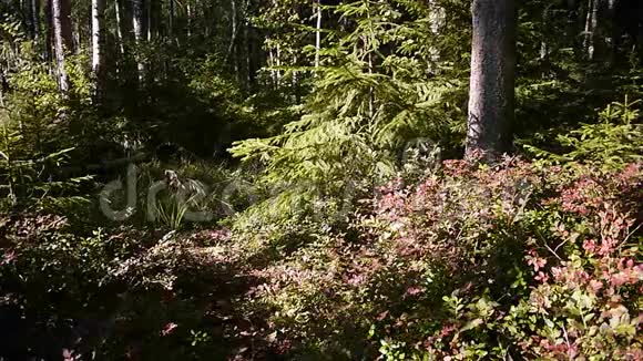 蔓越莓生长在阳光明媚的森林里视频的预览图