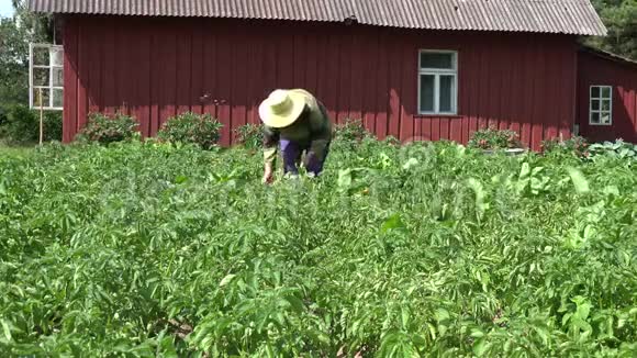 园丁女人带着帽子从马铃薯植物中挑选科罗拉多甲虫幼虫4K视频的预览图