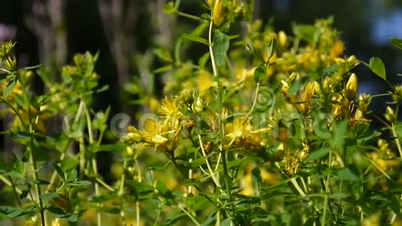 圣约翰麦汁夏季田间有花的药用植物视频的预览图