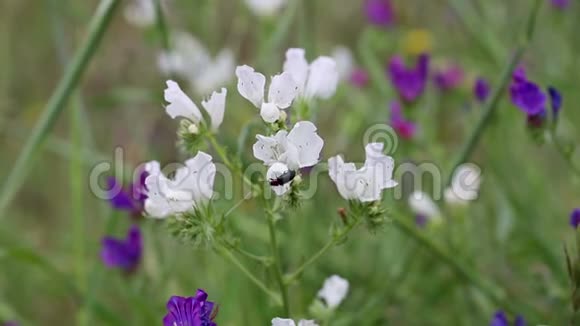 白紫属植物自然界的一种小野花视频的预览图