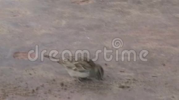 棕色的小鸟在沙滩上觅食视频的预览图