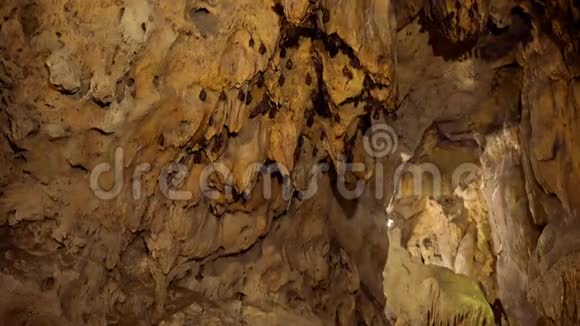 吊在洞穴天花板上的蝙蝠视频的预览图