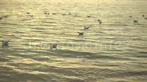鸟儿在日落的光线下在水面上游泳视频的预览图