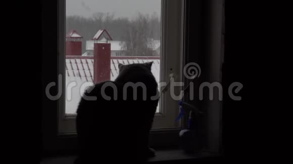猫坐在窗台上看着窗外视频的预览图