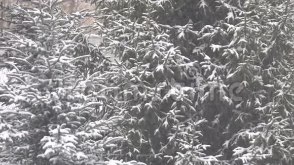 雪花在树的背景下向不同的方向飞去视频的预览图