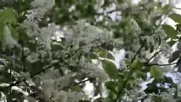 鸟樱桃枝视频的预览图