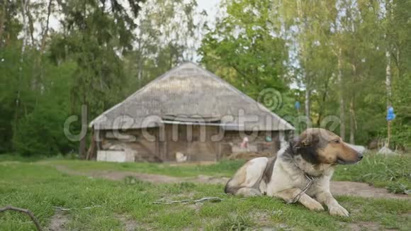 这只狗躺在一片绿色森林郊区村屋旁边的草地上乡村景观夏天视频的预览图