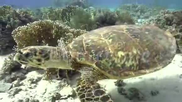 在红海中游泳的龟视频的预览图