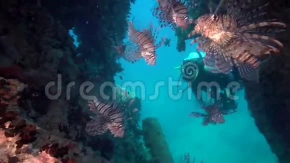红海的狮子鱼和潜水员残骸学校视频的预览图