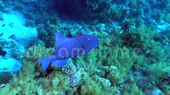 Yolanta和Shark暗礁附近的蓝刺鱼类视频的预览图