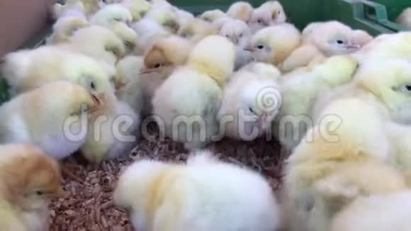 小彩鸡家禽农场的鸡视频的预览图